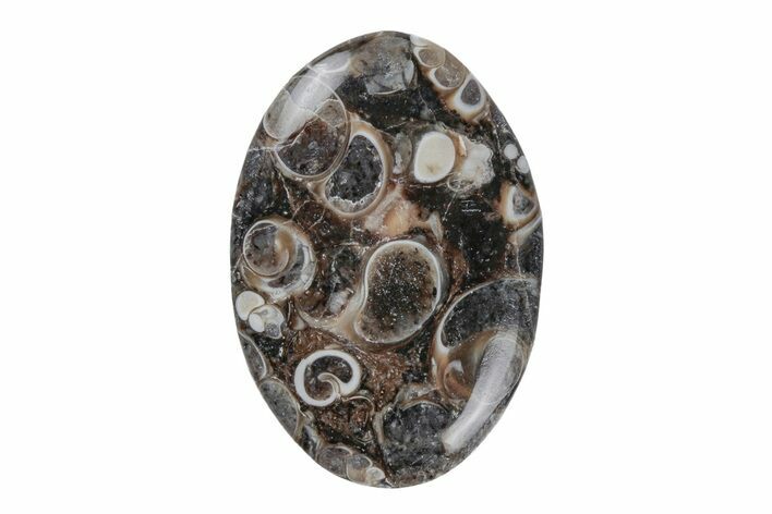 Polished Fossil Turritella Agate Cabochon - Wyoming #219200